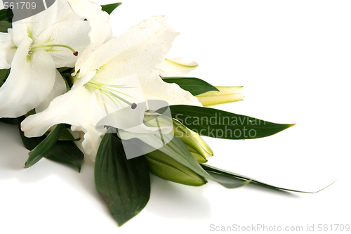 Image of Easter lilies
