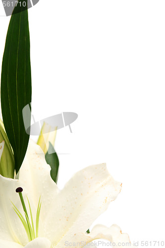 Image of Easter lilies