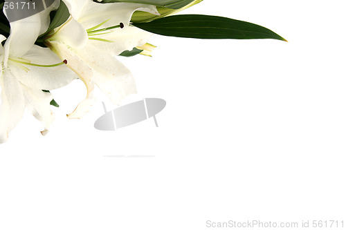 Image of Easter lilies