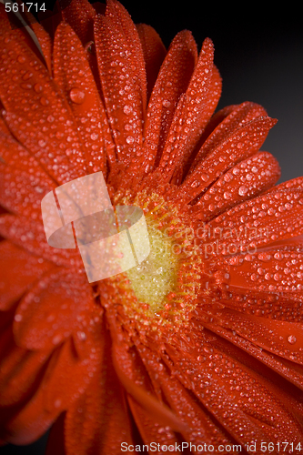 Image of red gerbera