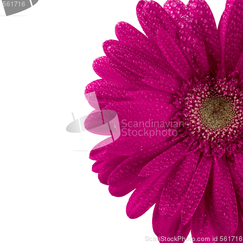 Image of pink gerbera