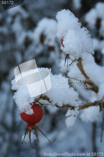 Image of Rosa rugosa covered in snow