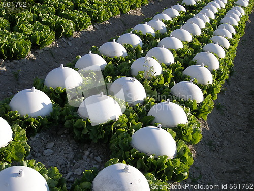 Image of salad