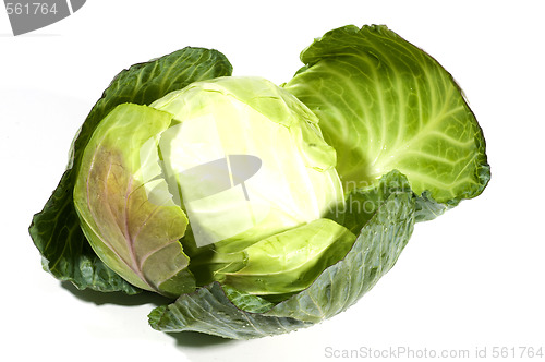 Image of cabbage vegetable one whole 