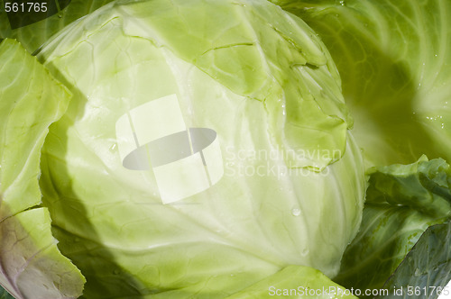 Image of cabbage vegetable one whole