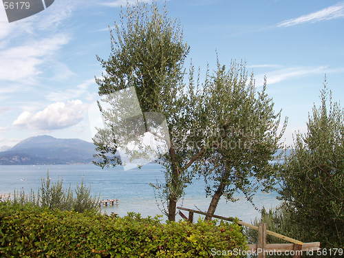 Image of Olive tree