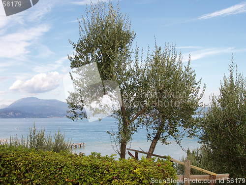 Image of Olive tree