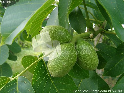 Image of nuts