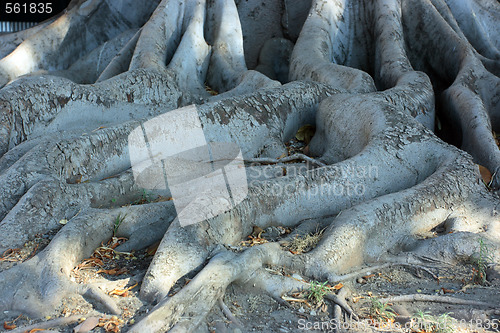 Image of Roots of Ficus macrophylla