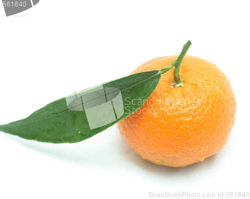 Image of Tangerine with one leaf