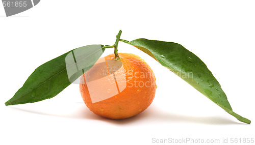 Image of Tangerine with two leaves