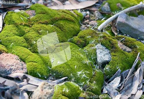 Image of Green Moss