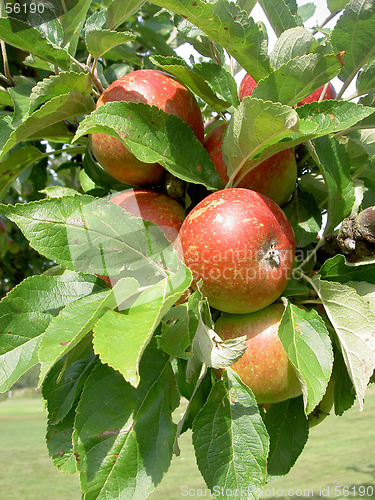 Image of hanging apple