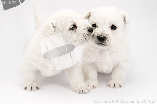 Image of Kissing puppies