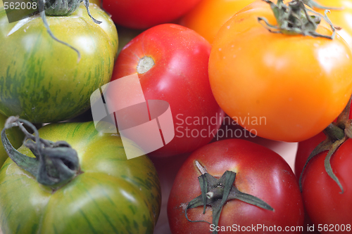 Image of Tomato varieties red green and yellow