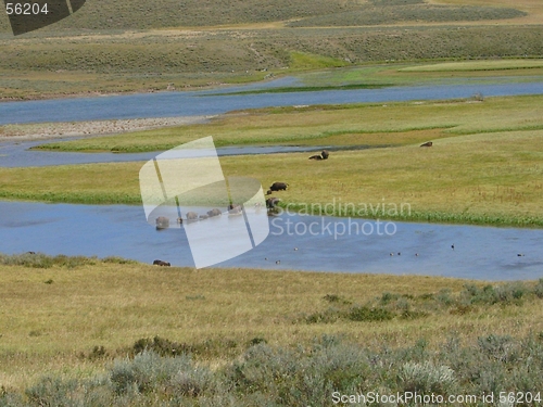 Image of Buffalos