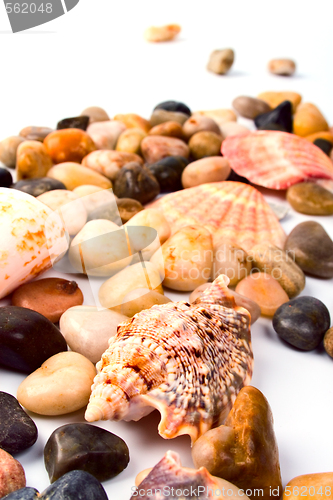Image of sea shells and pebble