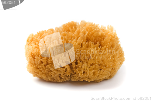 Image of natural sponge