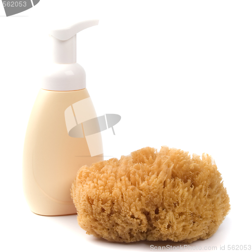 Image of sponge and shower gel