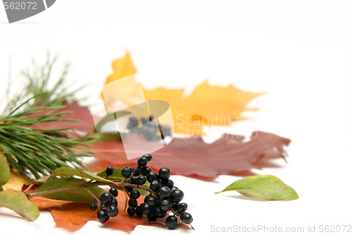 Image of Colorful leaves