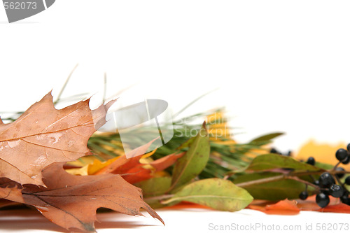 Image of Colorful leaves