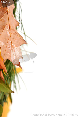 Image of Colorful leaves