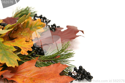 Image of Colorful leaves