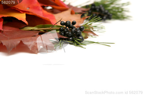 Image of Colorful leaves