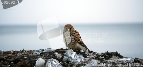 Image of Falcon