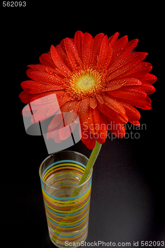 Image of red gerbera