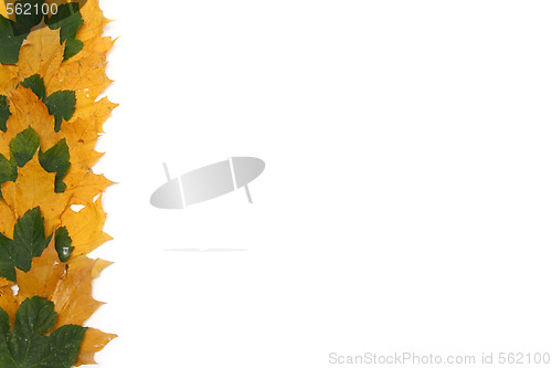 Image of Leaves frame