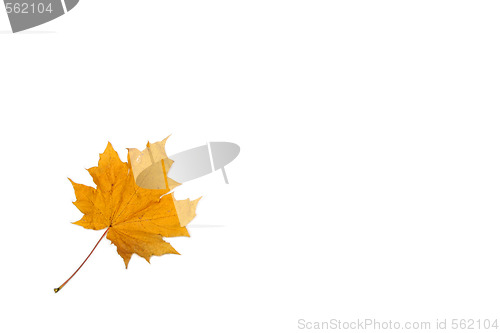 Image of Leaves frame