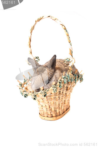 Image of easter rabbit
