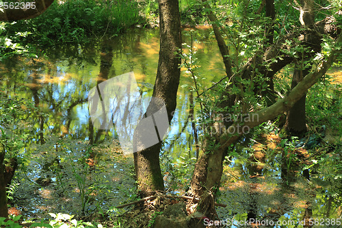 Image of summer landscape 