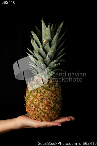 Image of Big pineapple in a woman hand