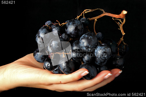 Image of Grapes