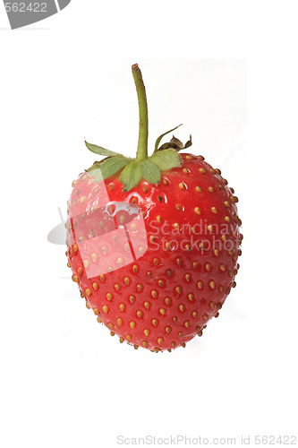 Image of Strawberry