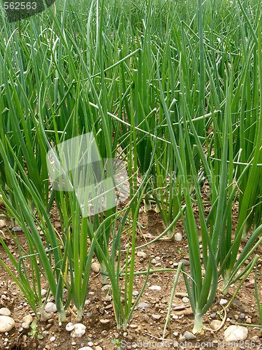 Image of onions