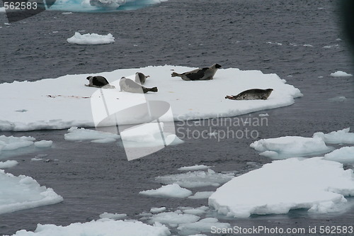 Image of adult Greenland seal 