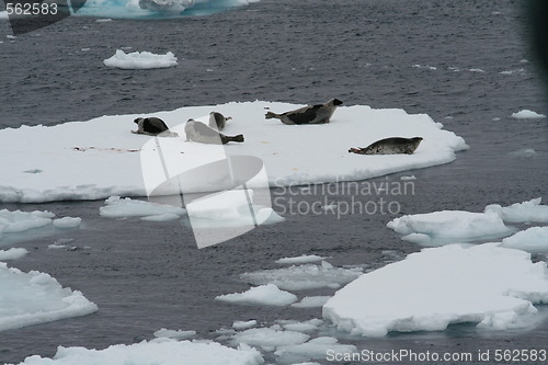 Image of adult Greenland seal 