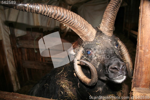 Image of Icelandic sheep