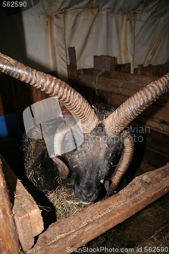 Image of Icelandic sheep