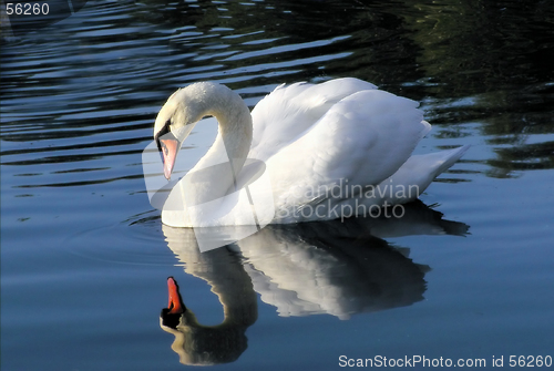 Image of Swan