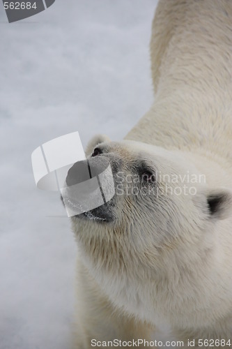 Image of polar bears