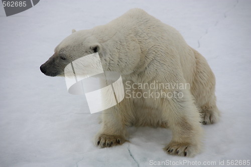 Image of polar bears 
