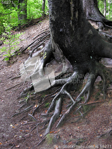 Image of Root