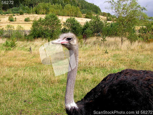 Image of Ostrich