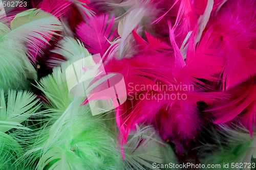 Image of Feathers