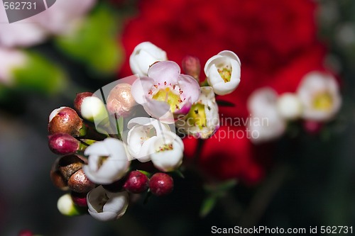 Image of small delicate white and pink flowers