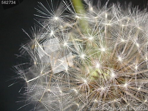 Image of dandelion seedhead